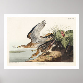 Bartram Sandpiper från Audubon Poster
