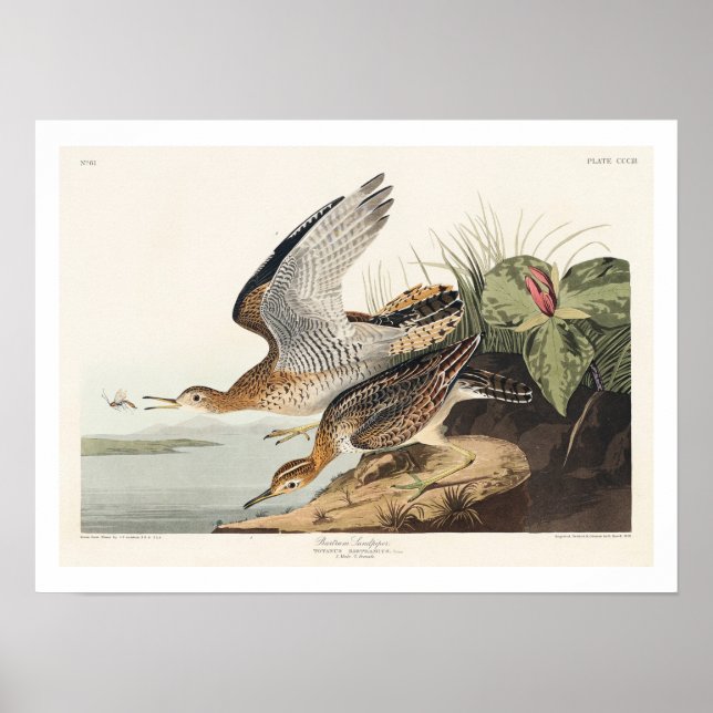 Bartram Sandpiper från Audubon Poster (Framsidan)