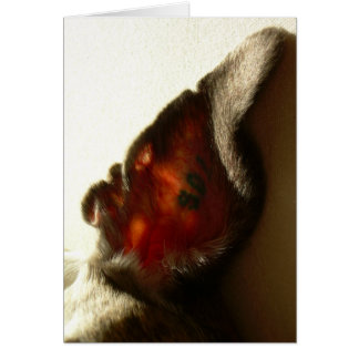 Bärvit gå i ax OBS kort