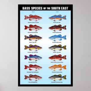 Bas- art av southeasten poster