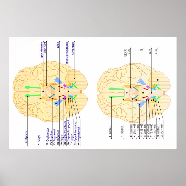 bas för hjärnan bild english & japanese poster (Framsidan)