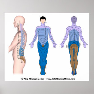 Bas för ryggmärgsskada, medicinskt teckning. poster