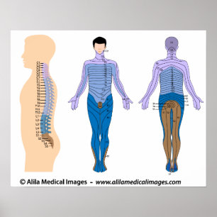 Bas för ryggmärgsskada, medicinskt teckning. poster