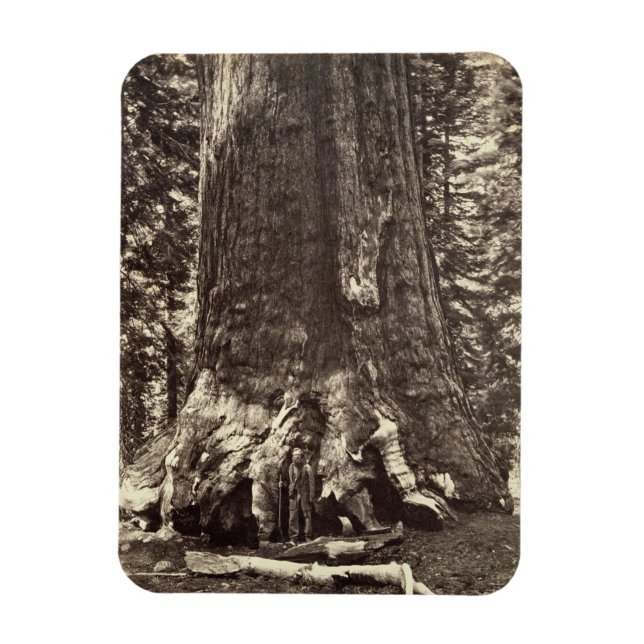 Bas i Grizzly Giant, från "Yosemite Bok Magnet (Vertikal)
