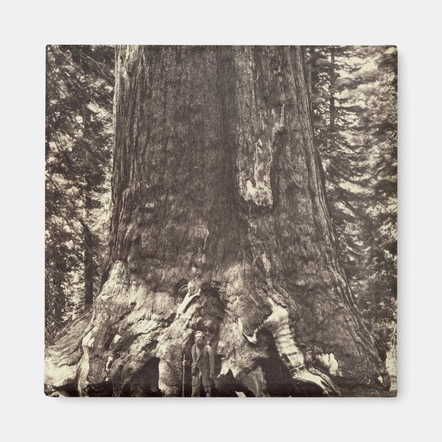 Bas i Grizzly Giant, från "Yosemite Bok Magnet (Framsidan)
