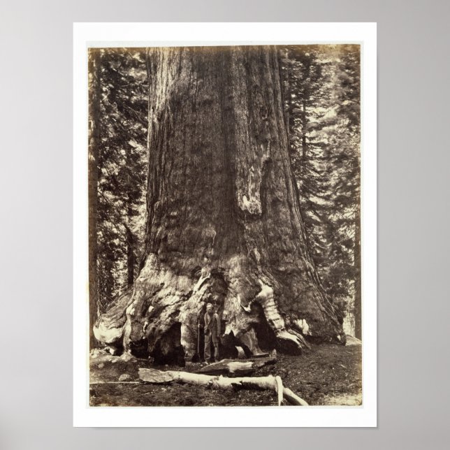 Bas i Grizzly Giant, från "Yosemite Bok Poster (Framsidan)