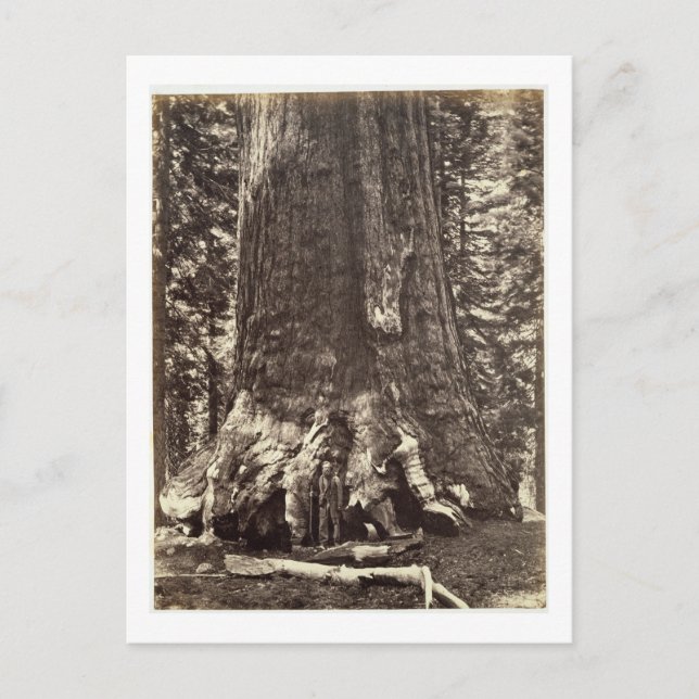 Bas i Grizzly Giant, från "Yosemite Bok Vykort (Framsida)