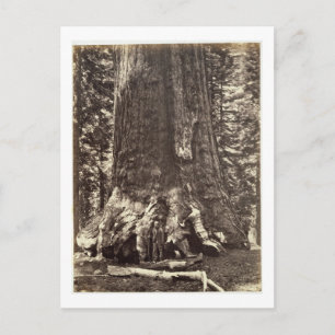 Bas i Grizzly Giant, från "Yosemite Bok Vykort