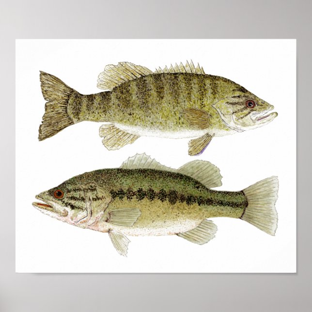 Bas Poster (Framsidan)