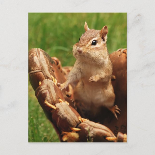 Baseball Loving Chipmunk Vykort (Framsida)