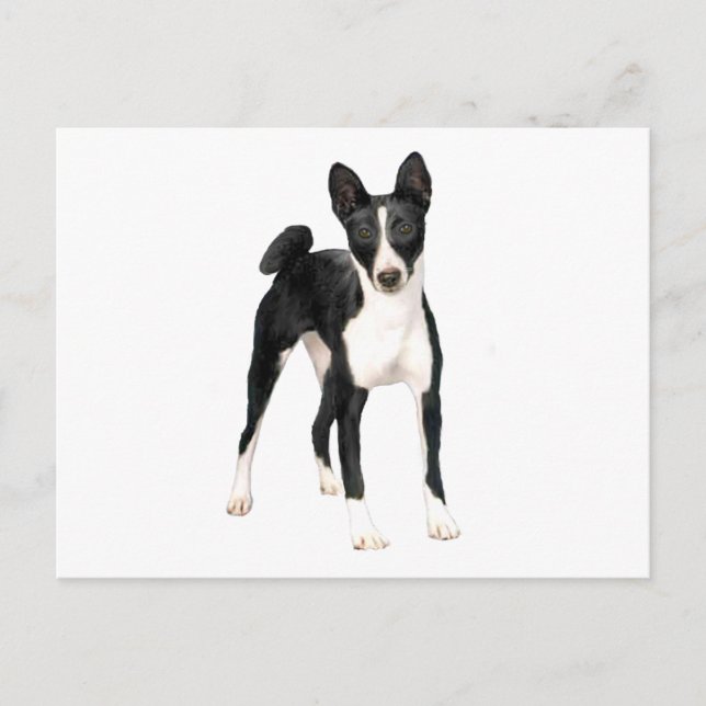 Basenji (B) - svart och vit Vykort (Framsida)