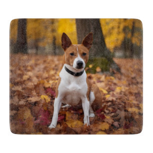 Basenji i Höst löv Fall Inspire