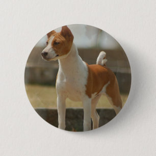 Basenji klämmer fast knapp