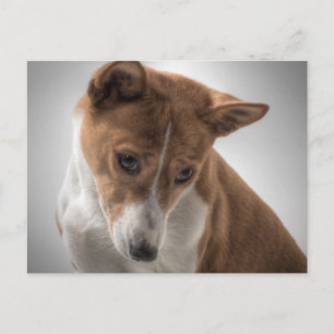 basenji vykort