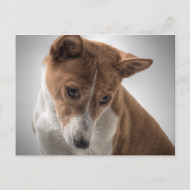 basenji vykort (Framsida)