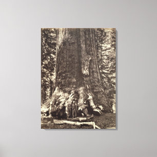 Basera av Grizzlyjätten, från 'den Yosemite boke Canvastryck