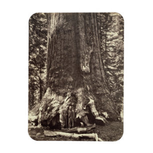 Basera av Grizzlyjätten, från 'den Yosemite boke Magnet