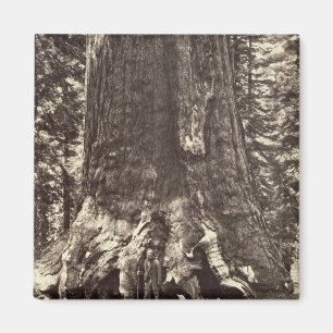Basera av Grizzlyjätten, från 'den Yosemite boke Magnet