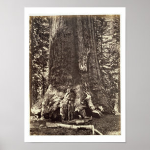 Basera av Grizzlyjätten, från 'den Yosemite boke Poster