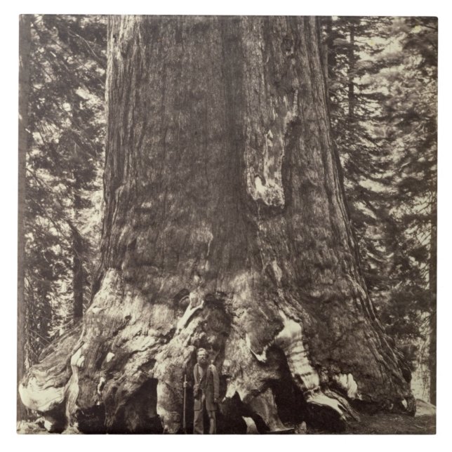 Basera av Grizzlyjätten, från 'den Yosemite boken Kakelplatta (Framsidan)