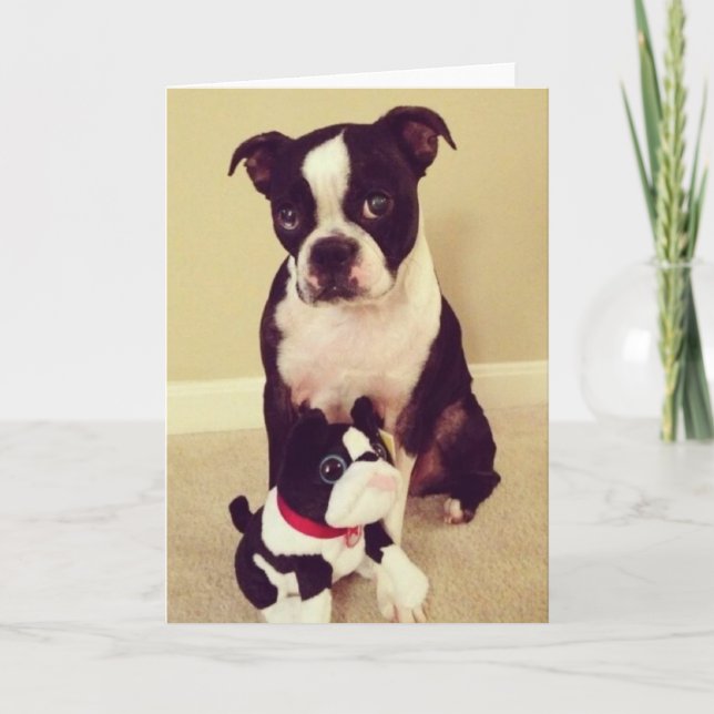 Bashful Boston Terrier Kort (Framsida)