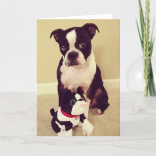 Bashful Boston Terrier Kort
