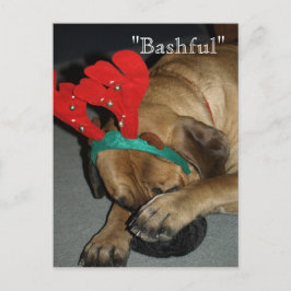 Bashful English Mastiff Hund with Reindeer Antlers Vykort