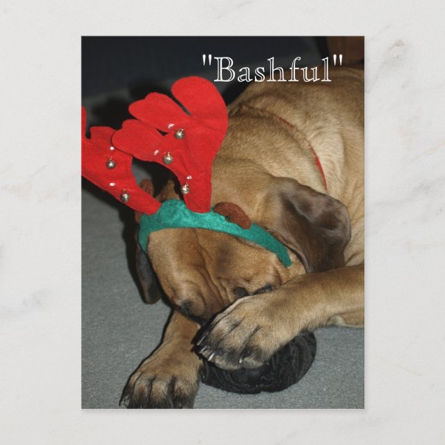 Bashful English Mastiff Hund with Reindeer Antlers Vykort (Framsida)