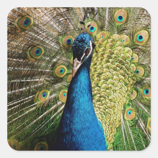 Bashful Peacock Fyrkantigt Klistermärke (Framsida)