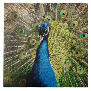 Bashful Peacock  Kakelplatta