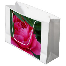 Bashful Rosa Peony
