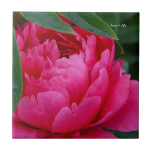 Bashful Rosa Peony Kakelplatta