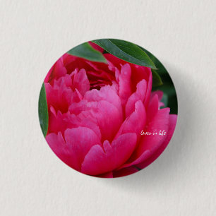 Bashful Rosa Peony Knapp