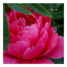 Bashful Rosa Peony
