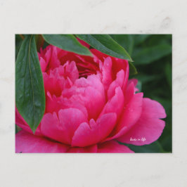 Bashful Rosa Peony Vykort