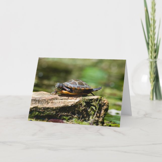 Bashful Turtle Birthday Card, 5x7 Kort (Framsida)