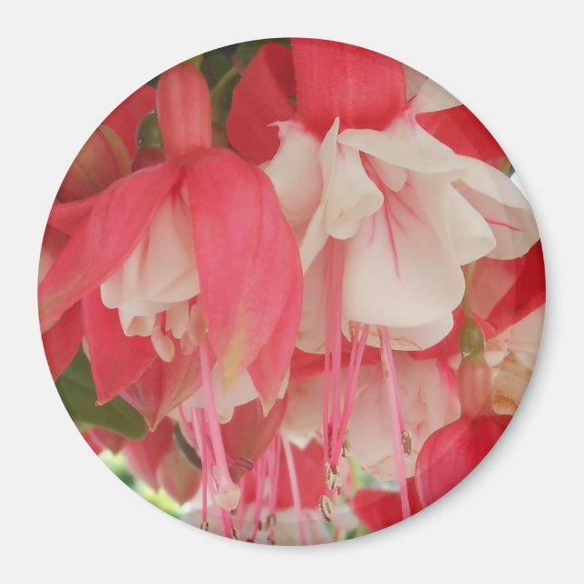 Bashkirtseff Magnet (Framsidan)