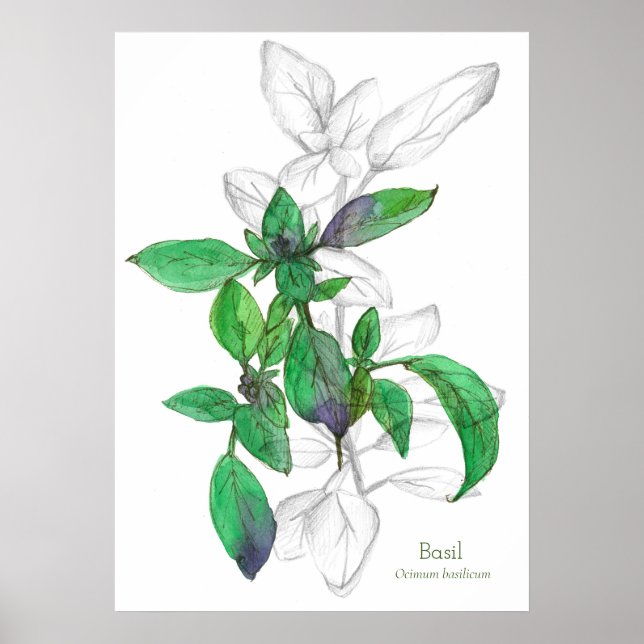Basil Cooking Herb Botanical Art Teckning Poster (Framsidan)