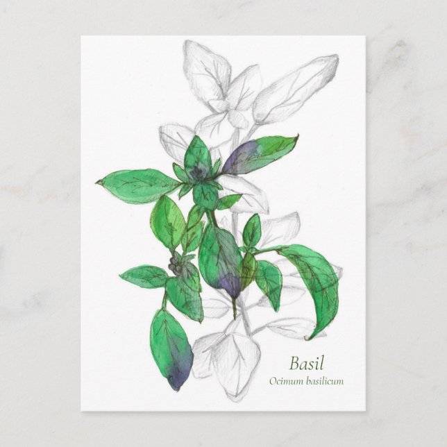 Basil Cooking Herb Watercolor Illustration Vykort (Framsida)