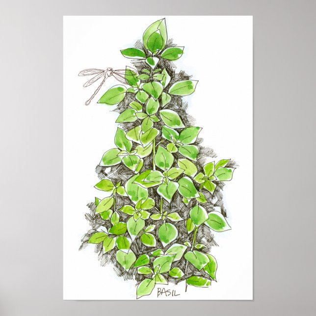 Basil Dragonfly Bläck Teckning Watercolor Poster (Framsidan)