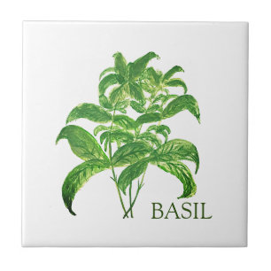 Basil Herb Greenery Kitchen Culinary Grönt Kakelplatta