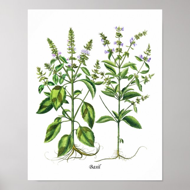 Basil Herb Kitchen Decor Art Poster (Framsidan)