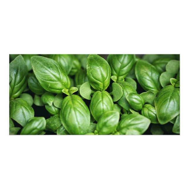 Basil Herb Photo Print Fototryck (Framsidan)