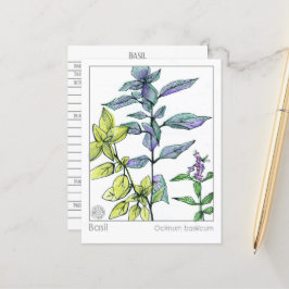 Basil Kitchen Cooking Medicinal Herb Card Vykort