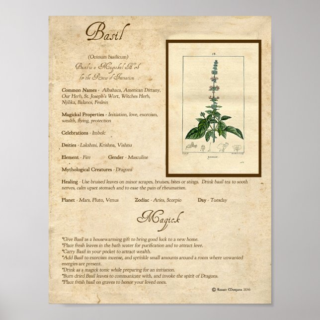 BASIL MAGICK HERB POSTER (Framsidan)