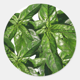 Basil Plant Photo Sticker Runt Klistermärke