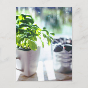 Basil Plant Vykort