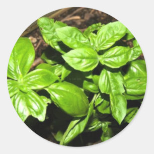 Basil Runt Klistermärke
