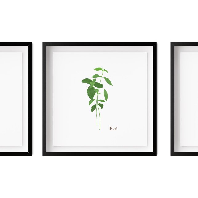 Basil Stem Illustration | Örter Köksväggkonst Poster (Skapare uppladdad)