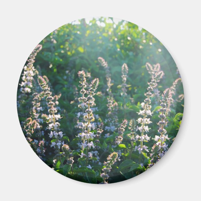 Basilbuske  magnet (Framsidan)